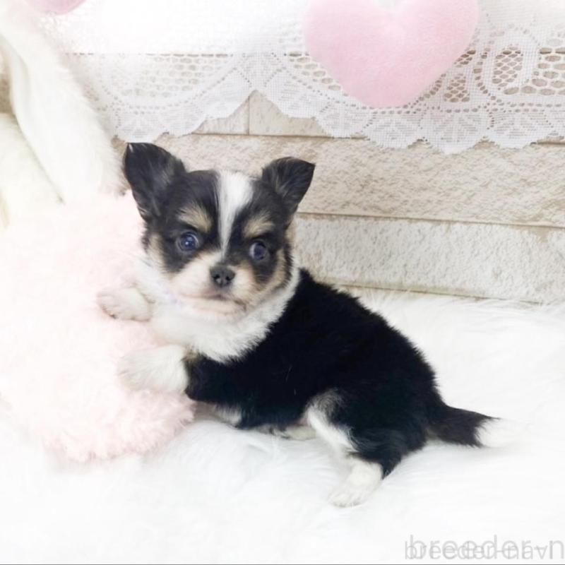 販売中の滋賀県のチワワ(ロングコート)-433438の3枚目