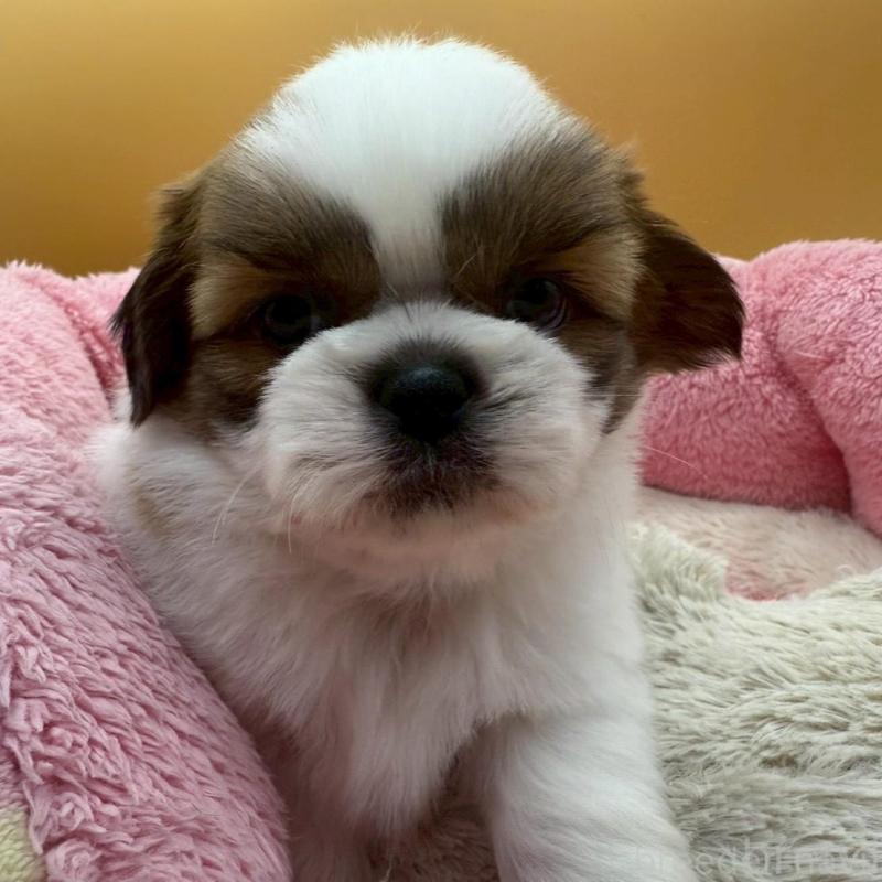 販売中の東京都のシーズー-433440の5枚目