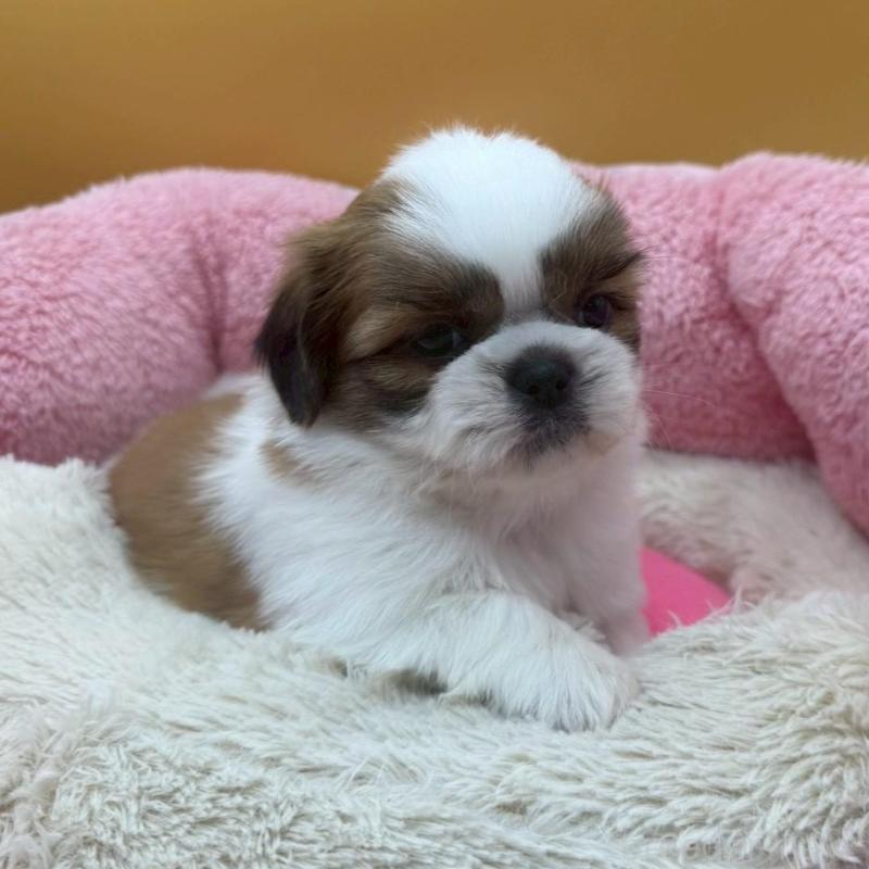 販売中の東京都のシーズー-433440の4枚目