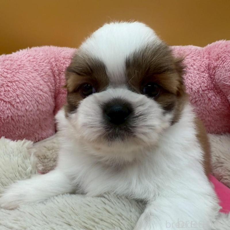 販売中の東京都のシーズー-433440の3枚目