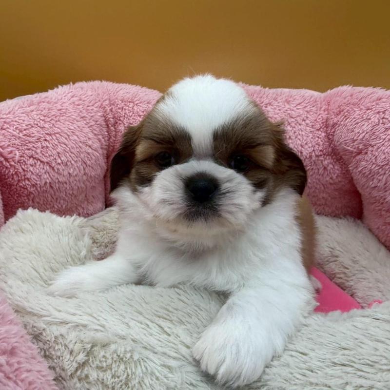 販売中の東京都のシーズー-433440の2枚目