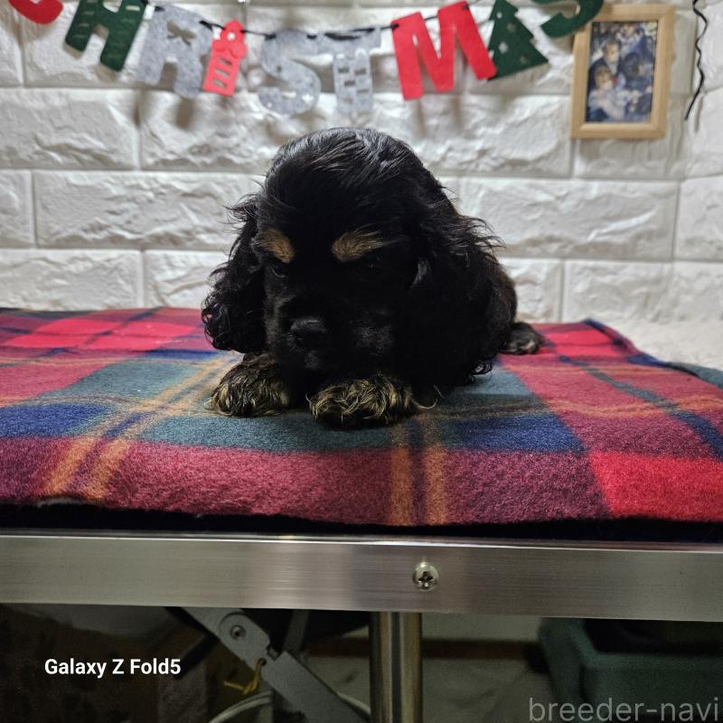 販売中の愛知県のアメリカンコッカースパニエル-433442の1枚目