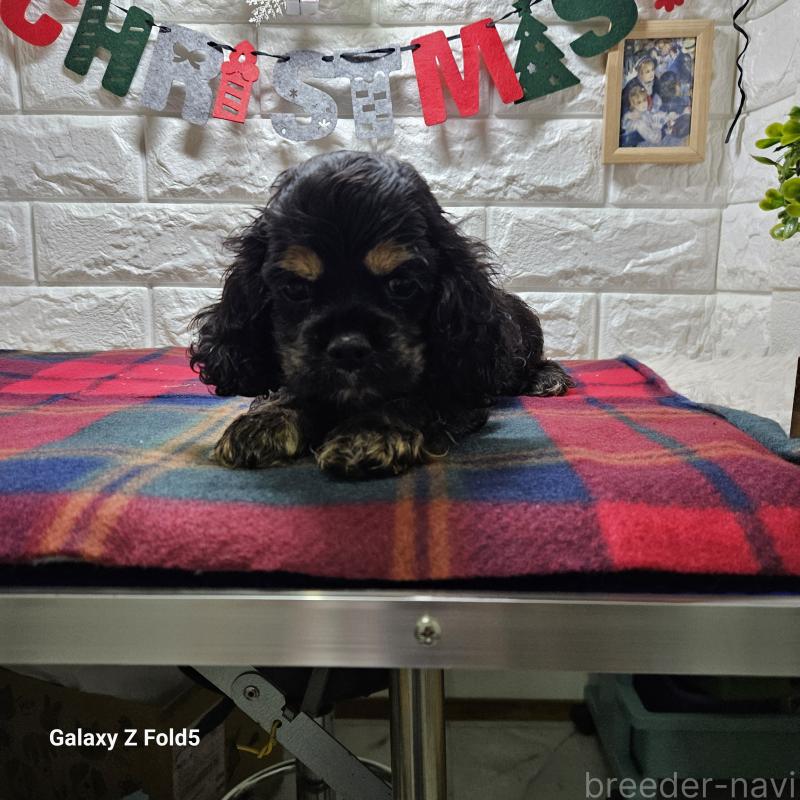 販売中の愛知県のアメリカンコッカースパニエル-433442の3枚目