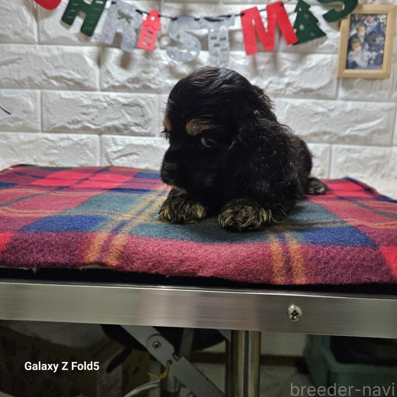 販売中の愛知県のアメリカンコッカースパニエル-433442の2枚目