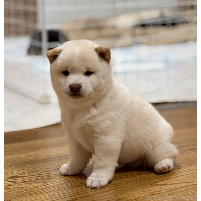 商談中の和歌山県の豆柴-432194の8枚目