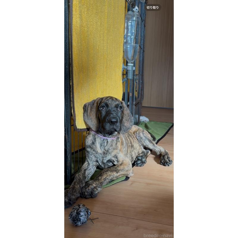 販売中の佐賀県のグレートデン-416722の8枚目