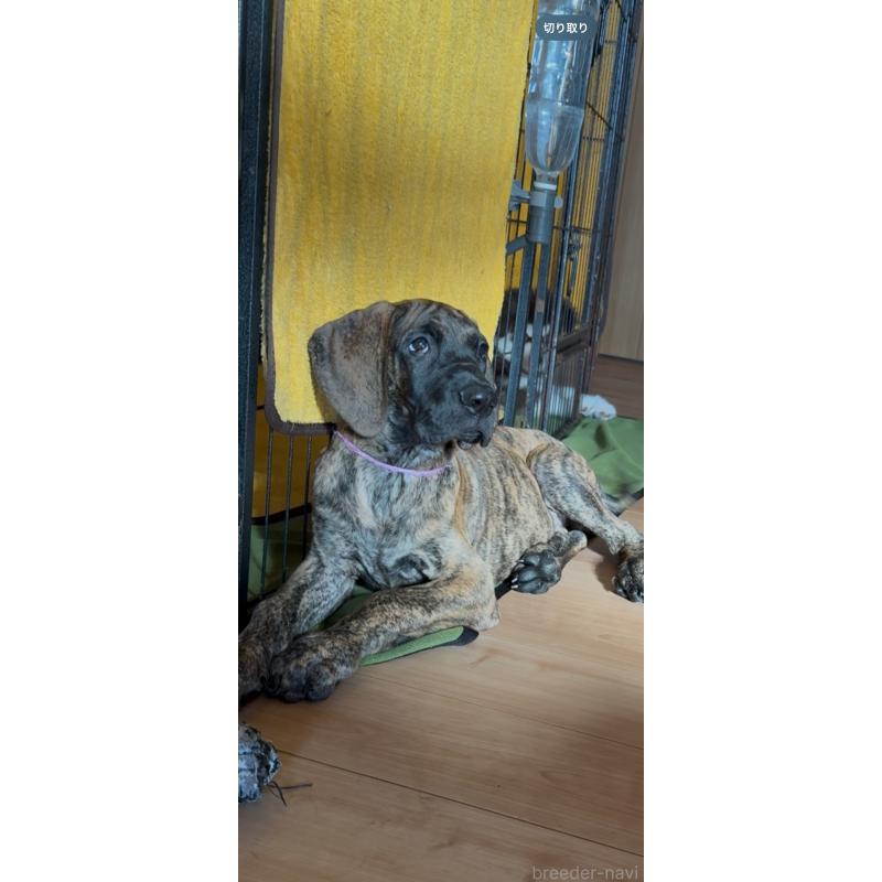 販売中の佐賀県のグレートデン-416722の7枚目