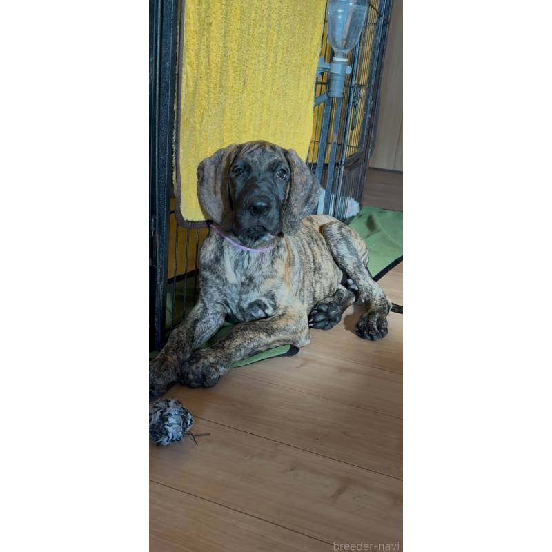 販売中の佐賀県のグレートデン-416722の6枚目