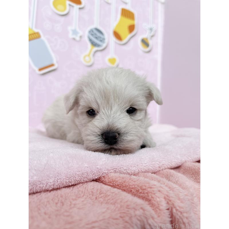 販売中の東京都のミックス犬-433463の5枚目