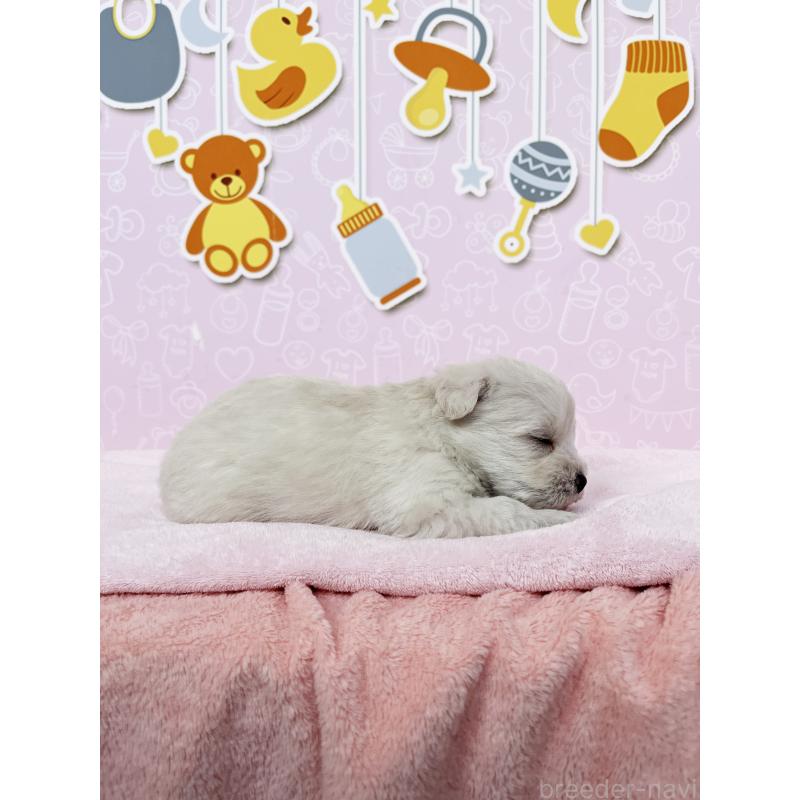 販売中の東京都のミックス犬-433463の3枚目