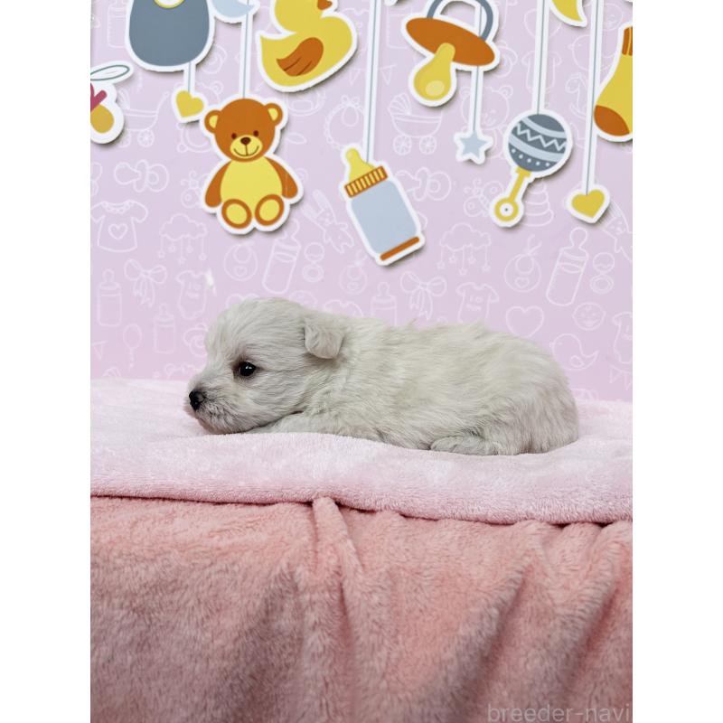 販売中の東京都のミックス犬-433463の2枚目