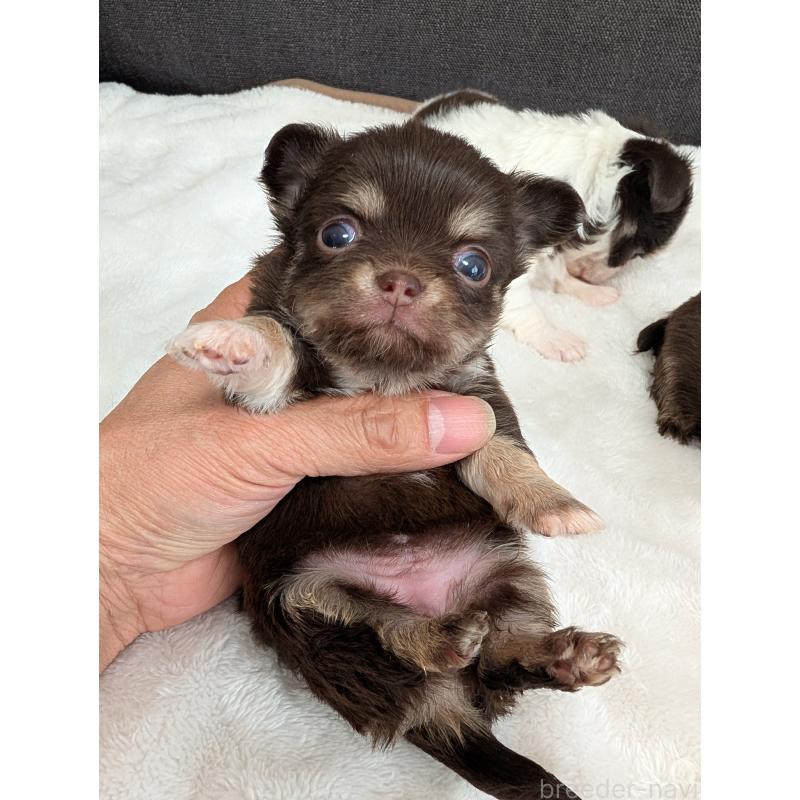 販売中の愛知県のチワワ(ロングコート)-433446