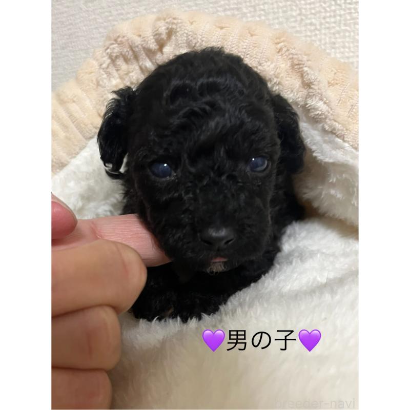 販売中の熊本県のタイニープードル-433449の1枚目