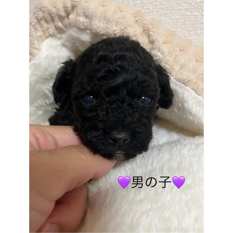 販売中の熊本県のタイニープードル-433449の3枚目