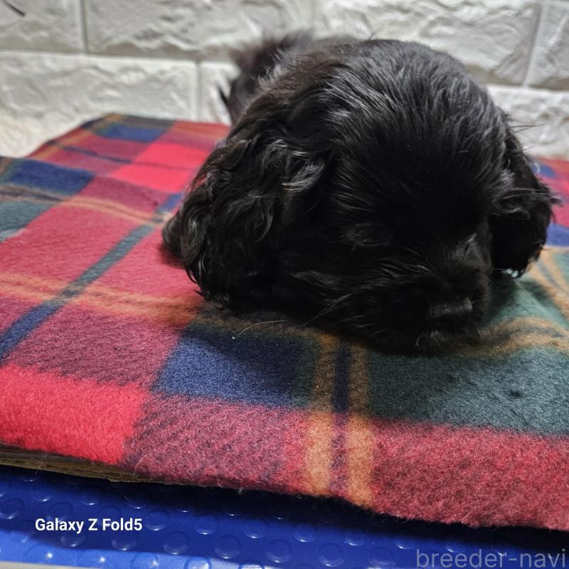 販売中の愛知県のアメリカンコッカースパニエル-433445の3枚目