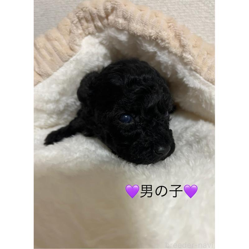 販売中の熊本県のタイニープードル-433449の2枚目