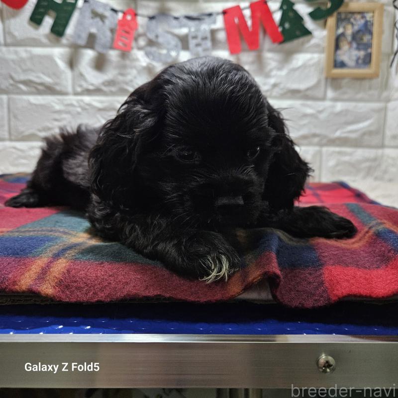 販売中の愛知県のアメリカンコッカースパニエル-433445の2枚目