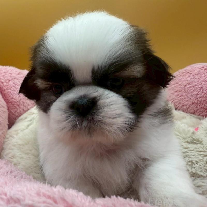 販売中の東京都のシーズー-433444の5枚目