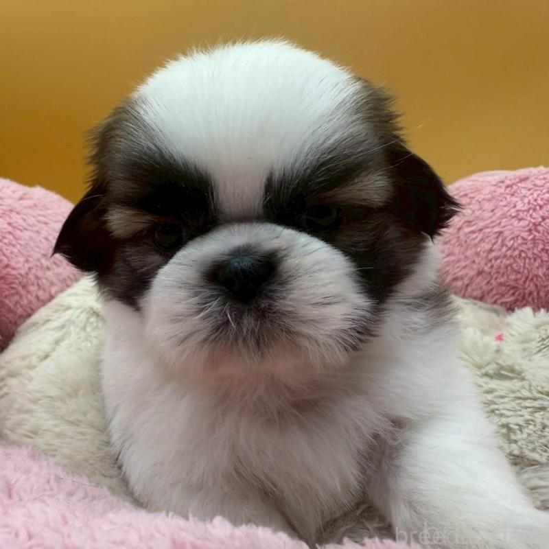 販売中の東京都のシーズー-433444の4枚目