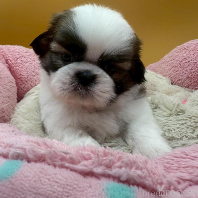 販売中の東京都のシーズー-433444の3枚目