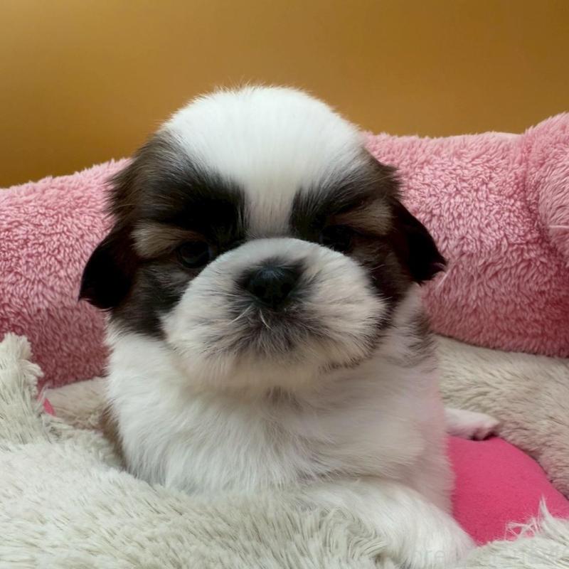 販売中の東京都のシーズー-433444の2枚目