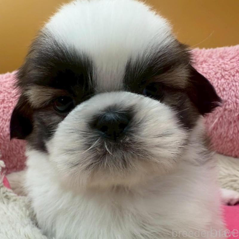 販売中の東京都のシーズー-433444