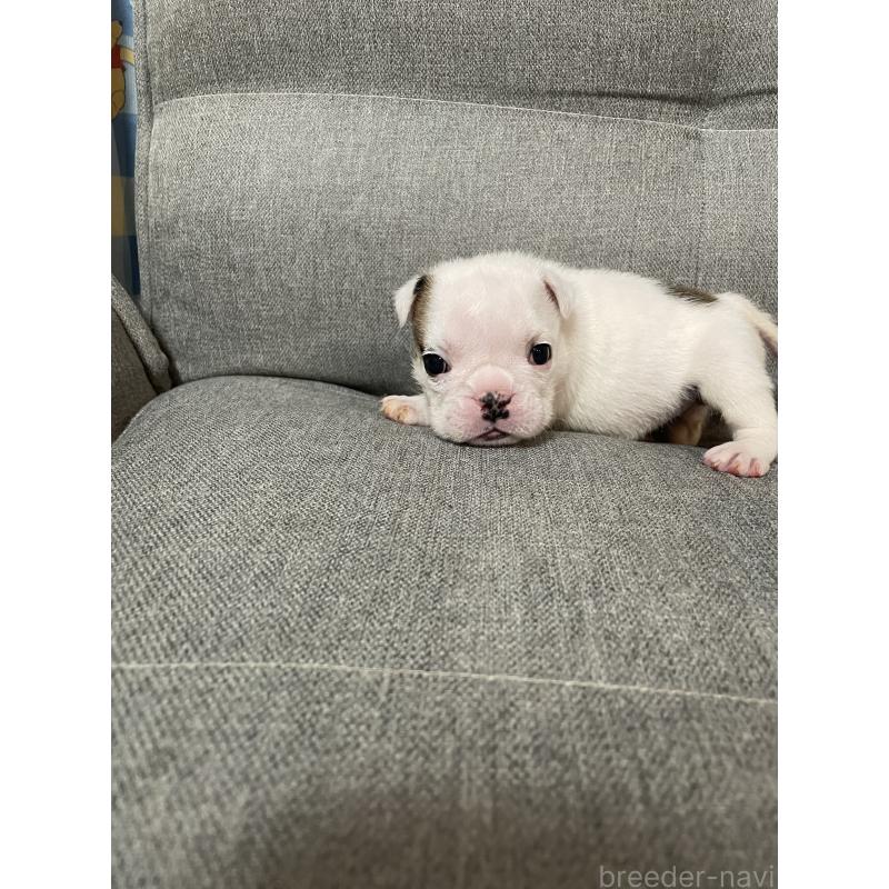 販売中の福岡県のブルドッグ-433450の4枚目