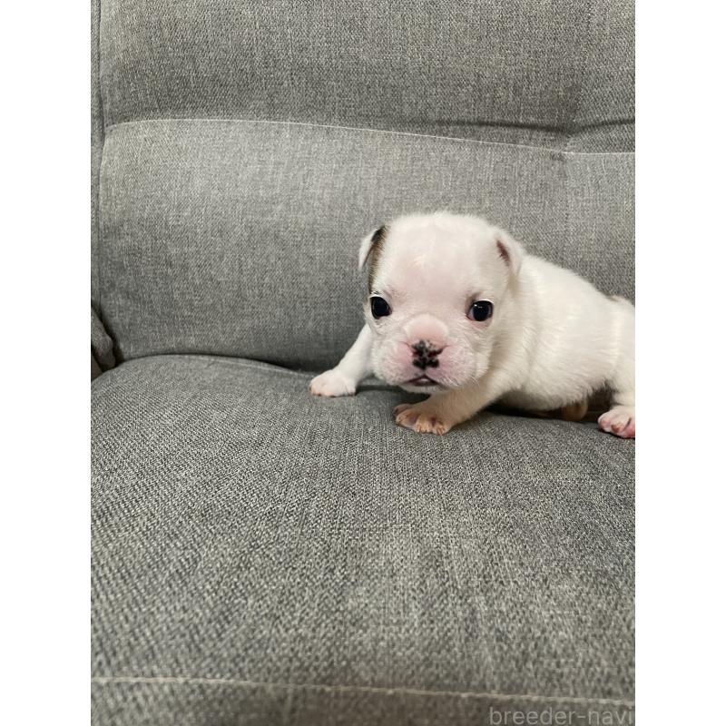 販売中の福岡県のブルドッグ-433450の3枚目