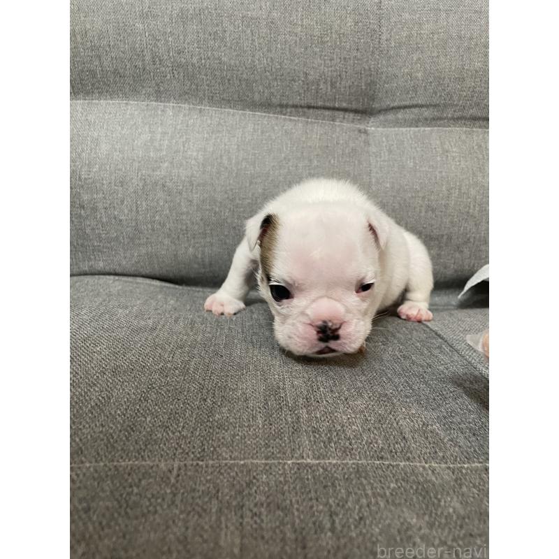 販売中の福岡県のブルドッグ-433450の2枚目