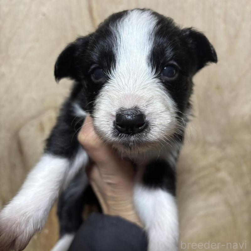 販売中の兵庫県のボーダーコリー-433447の1枚目