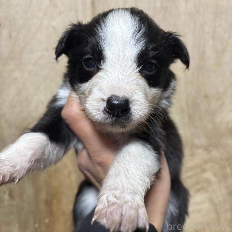 販売中の兵庫県のボーダーコリー-433448の1枚目