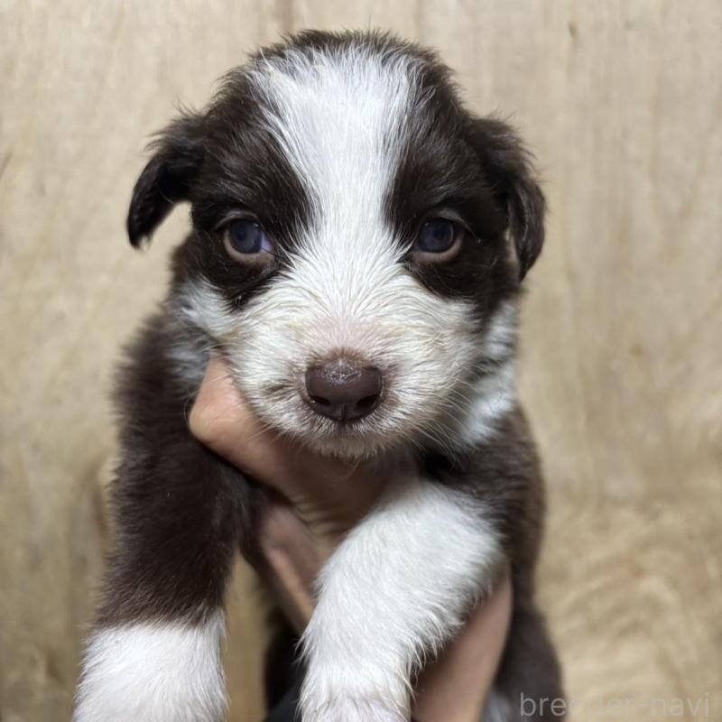 販売中の兵庫県のボーダーコリー-433451の1枚目