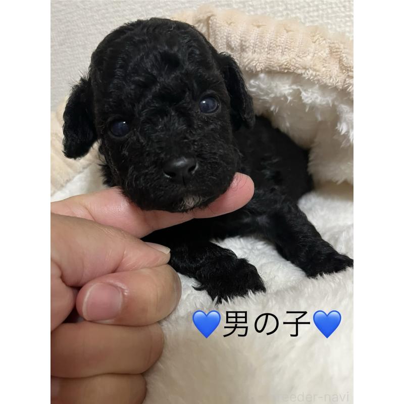 販売中の熊本県のタイニープードル-433457