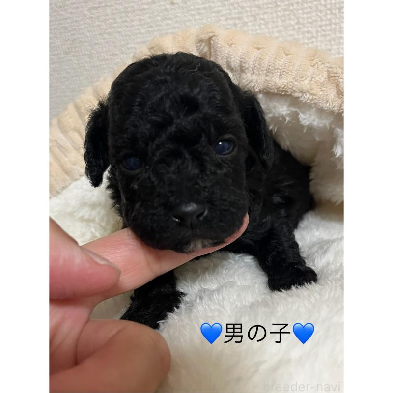 販売中の熊本県のタイニープードル-433457の4枚目