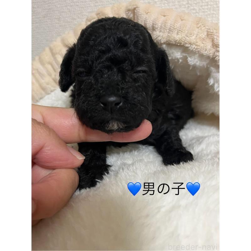 販売中の熊本県のタイニープードル-433457の3枚目