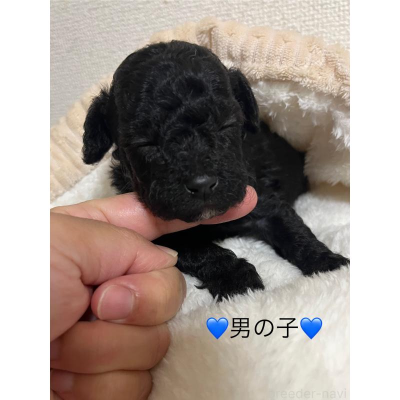 販売中の熊本県のタイニープードル-433457の2枚目