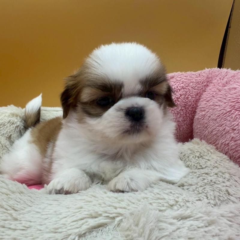 販売中の東京都のシーズー-433454の5枚目