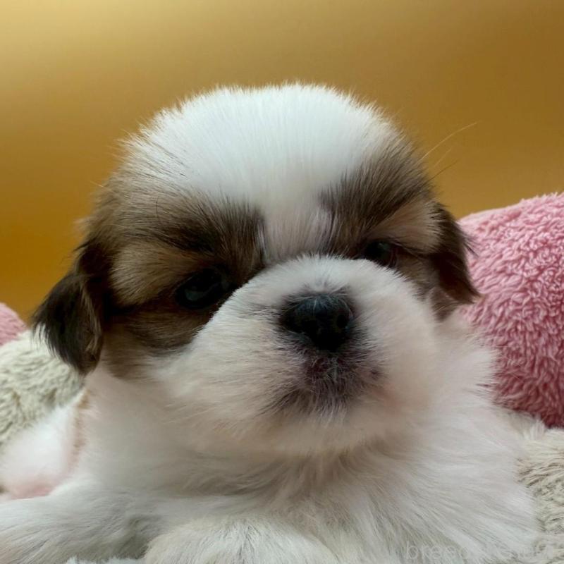 販売中の東京都のシーズー-433454の4枚目