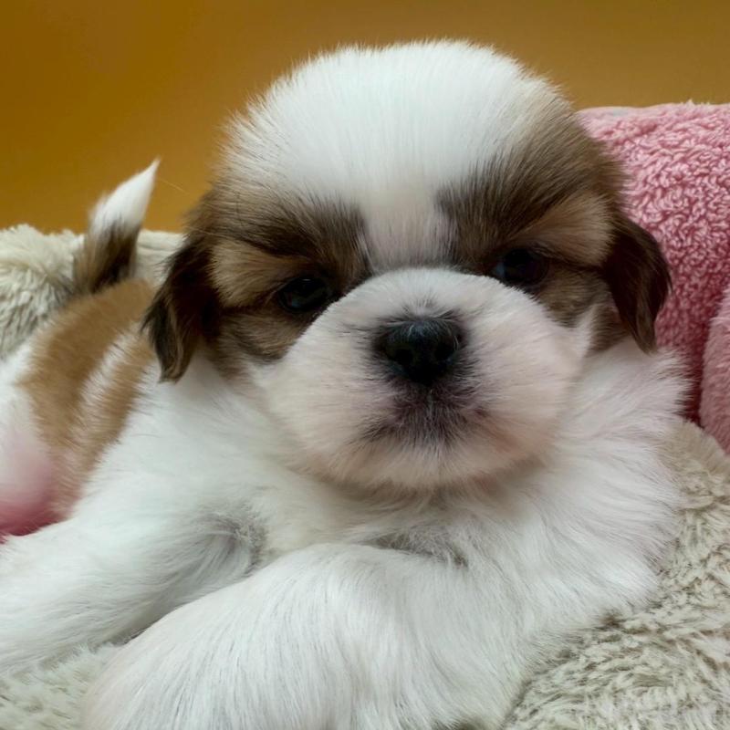 販売中の東京都のシーズー-433454の3枚目