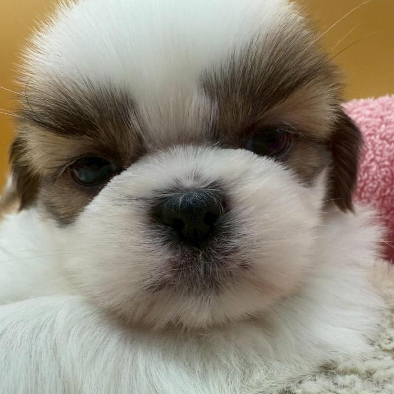 販売中の東京都のシーズー-433454