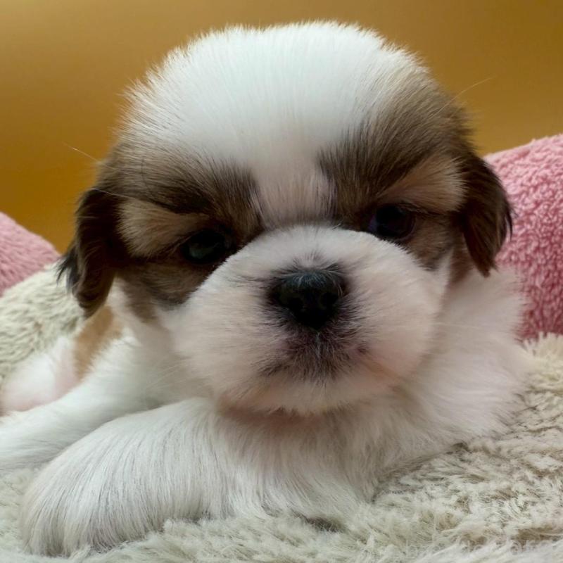 販売中の東京都のシーズー-433454の2枚目