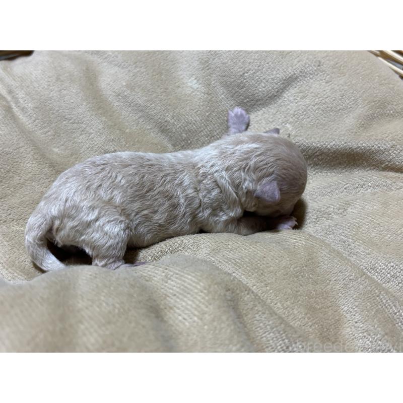 販売中の千葉県のタイニープードル-435468の12枚目