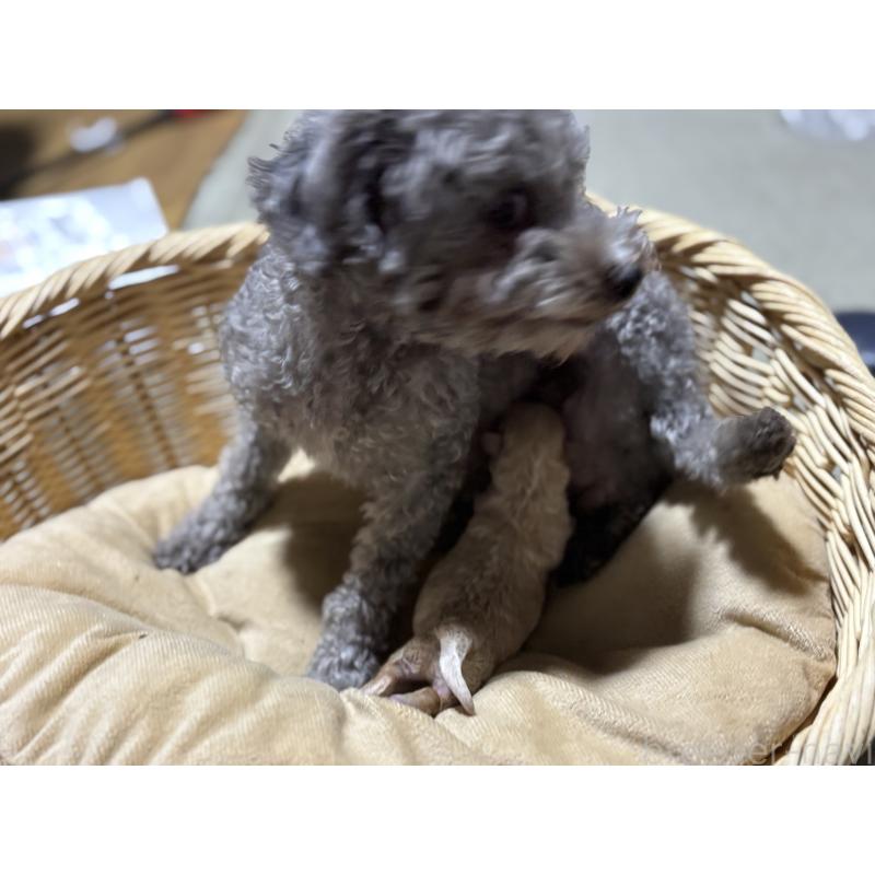 販売中の千葉県のタイニープードル-435468の9枚目