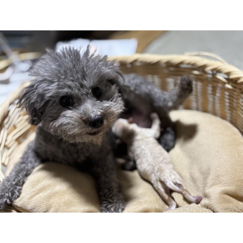 販売中の千葉県のタイニープードル-435468の8枚目