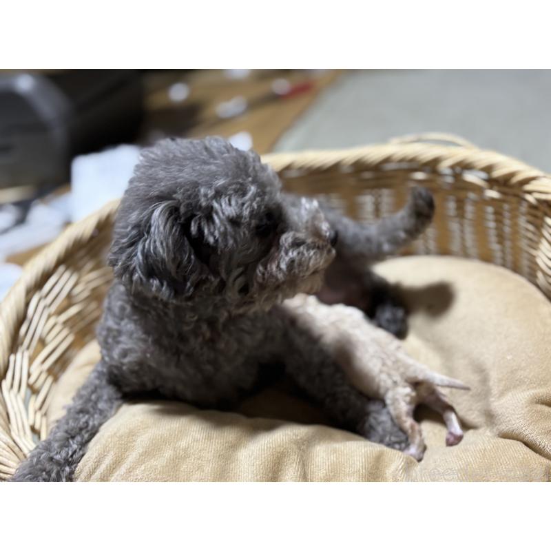 販売中の千葉県のタイニープードル-435468の7枚目