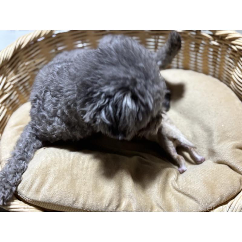 販売中の千葉県のタイニープードル-435468の6枚目