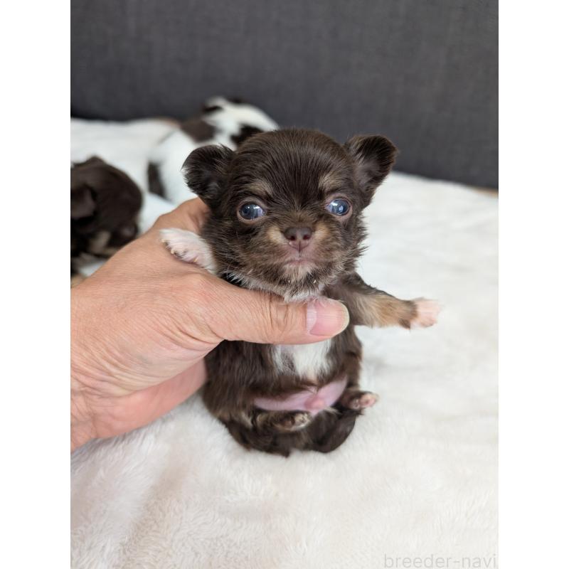 販売中の愛知県のチワワ(ロングコート)-433459