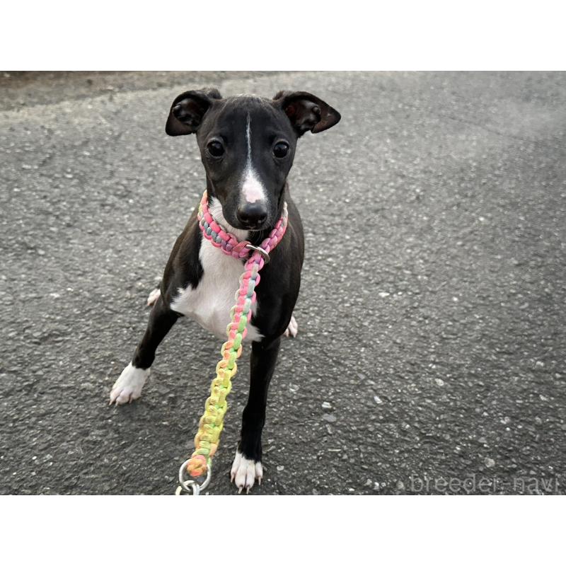 販売中の埼玉県のイタリアングレーハウンド(イタグレ)-433460