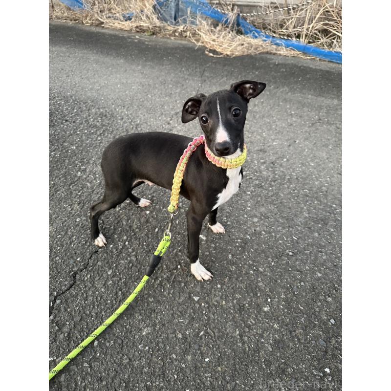 販売中の埼玉県のイタリアングレーハウンド(イタグレ)-433460の4枚目