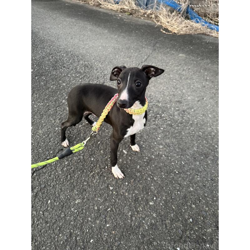 販売中の埼玉県のイタリアングレーハウンド(イタグレ)-433460の3枚目